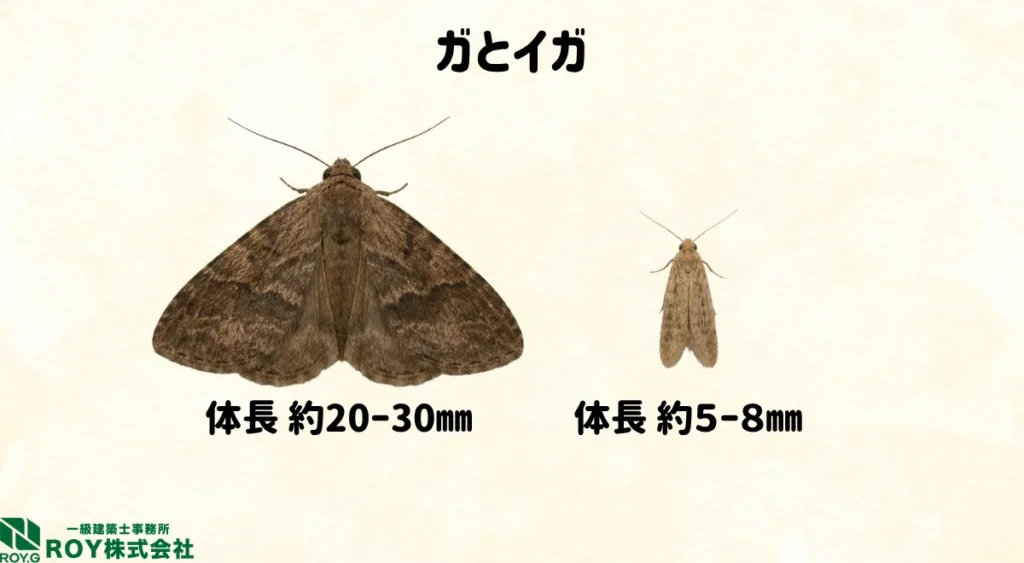 イカとは?ガとイガの体長