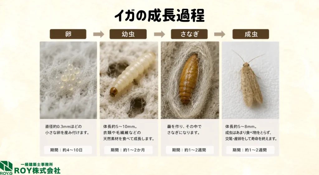 イガの成長過程
