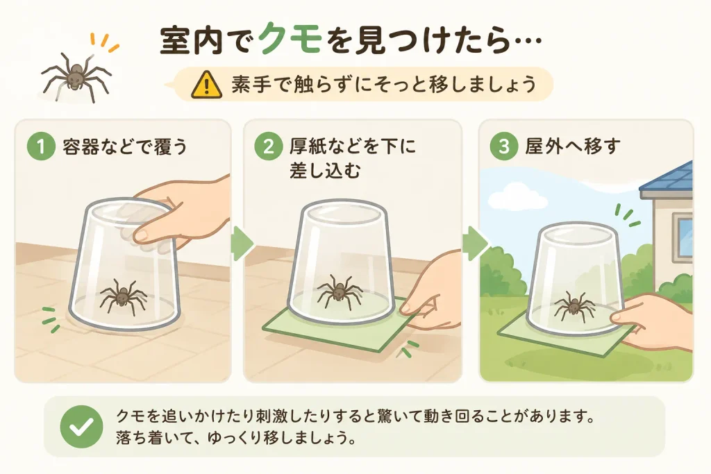 室内で蜘蛛を見つけた場合の対処法