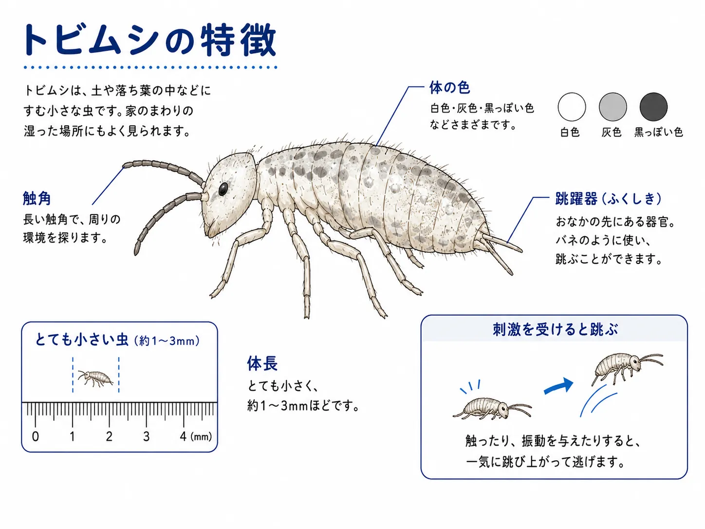 小さい 虫 家 の 中