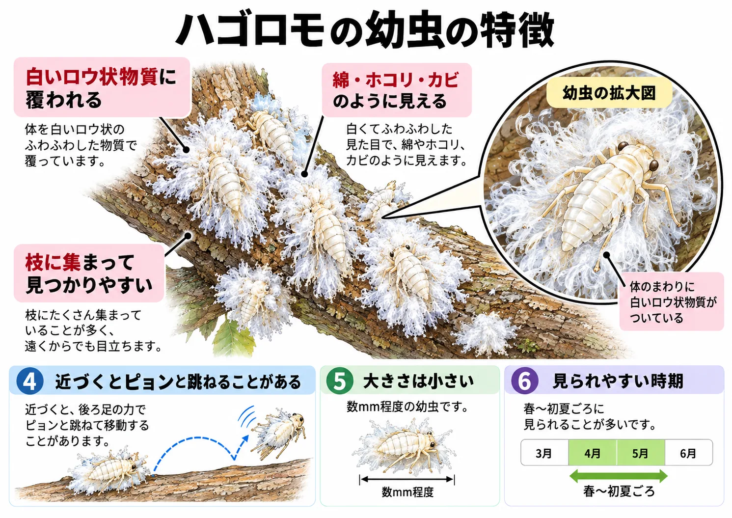 ハゴロモ 幼虫 害虫