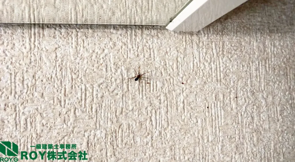 住宅内に出た実際のクモ
